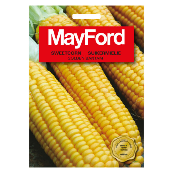 SEEDS CORN GOLDEN BANTAM - MayFord - Image 2