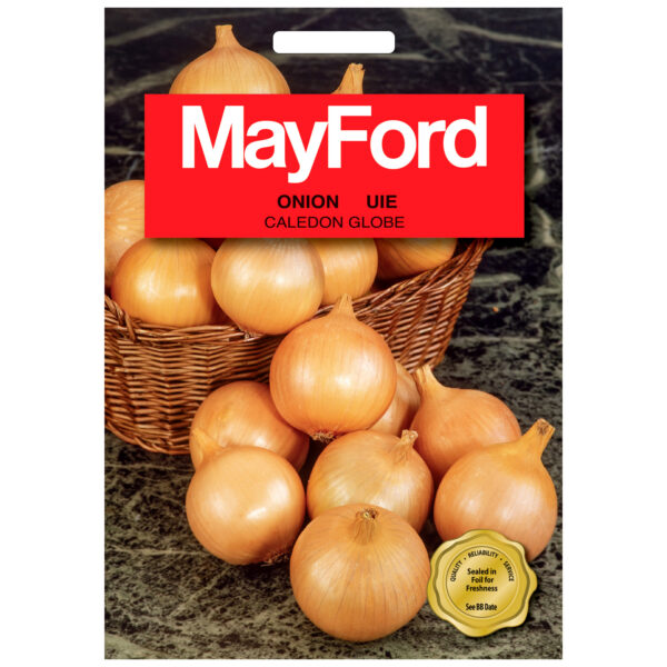 SEEDS ONION CALEDON GLOBE - MayFord - Image 2