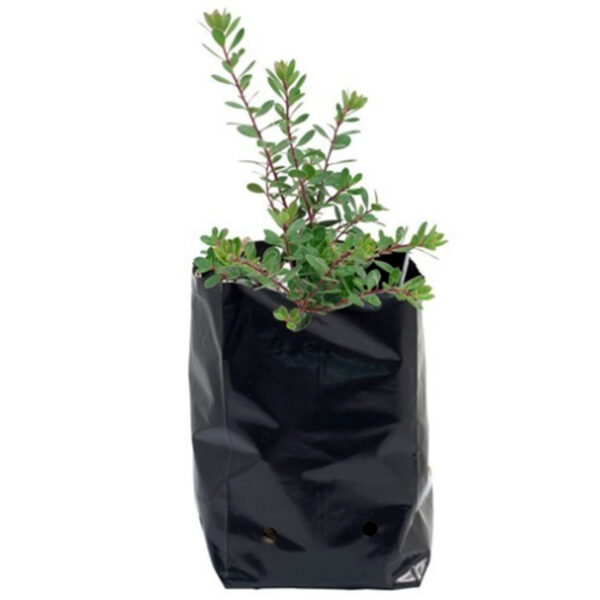 POLY BAG PLASTIC GROW BAG FOR FLOWERS AND SEEDLINGS 24 × 38 cm 50pcs - Image 3