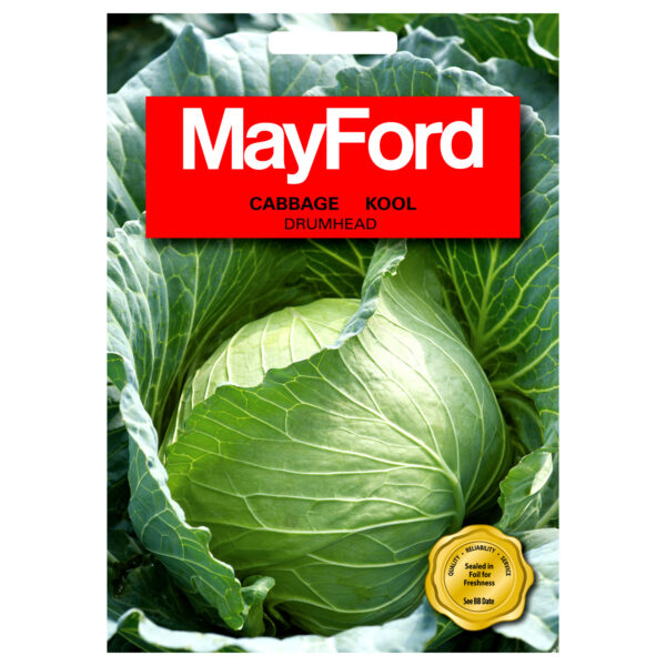 SEEDS CABBAGE DRUMHEAD - MayFord – Image 2