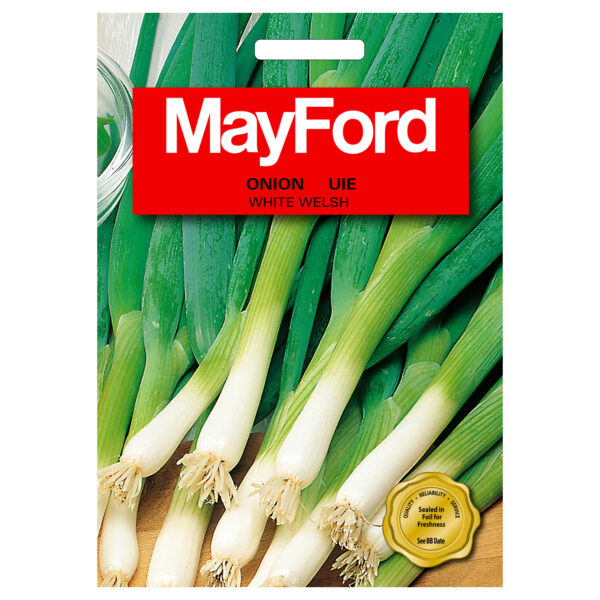 SEEDS BUNCHING ONION WHITE WELSH - MAYFORD – Image 2