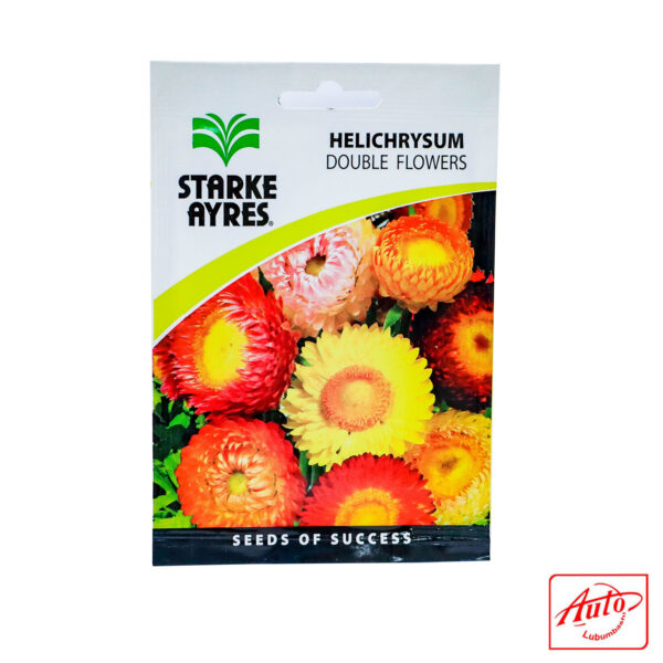 Helichrysum – Double Flowers (Starke Ayres) – Image 2