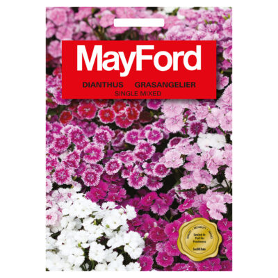 SEEDS FLOWERS DIANTHUS SINGLE MIXED - MayFord