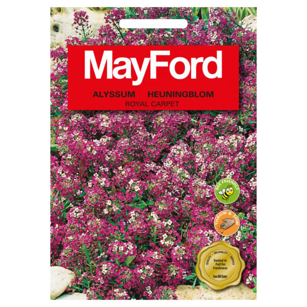 SEEDS FLOWERS ALYSSUM ROYAL CARPET PURPLE - MayFord – Image 2